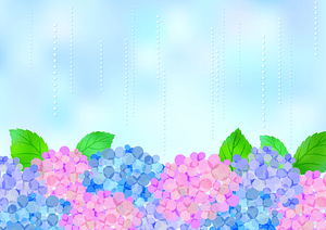 Hydrangea Rain