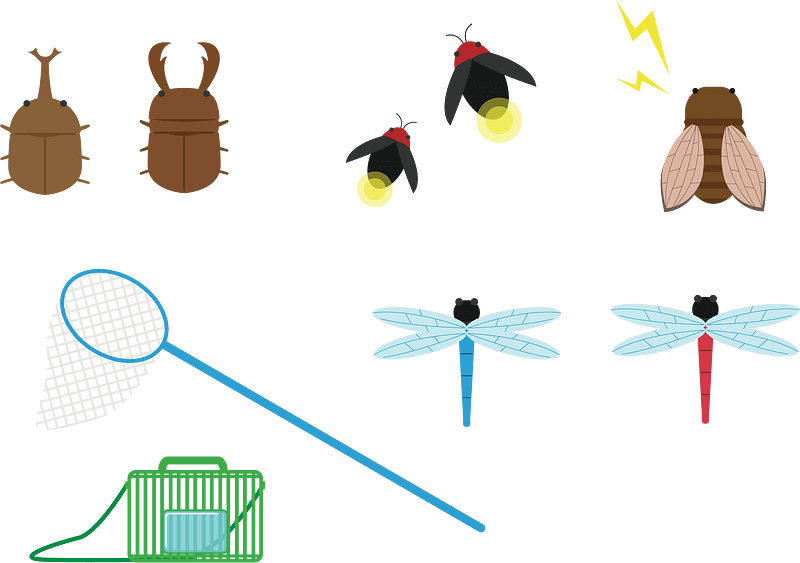 Insects Collecting