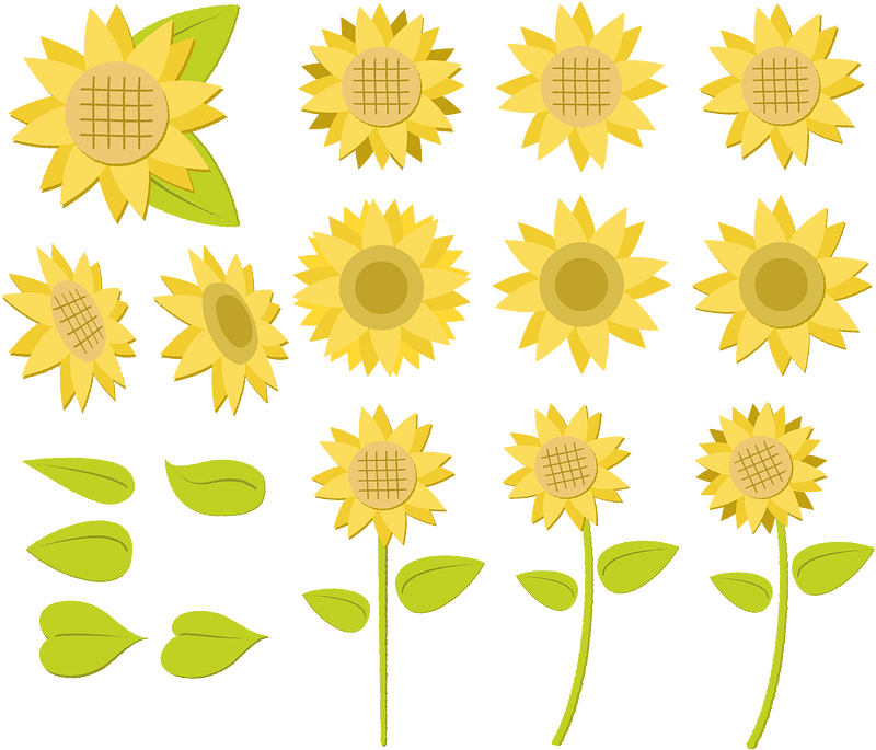 Sunflowers Flower