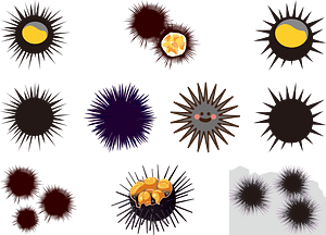 Sea Urchin