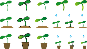 Sprout Plant