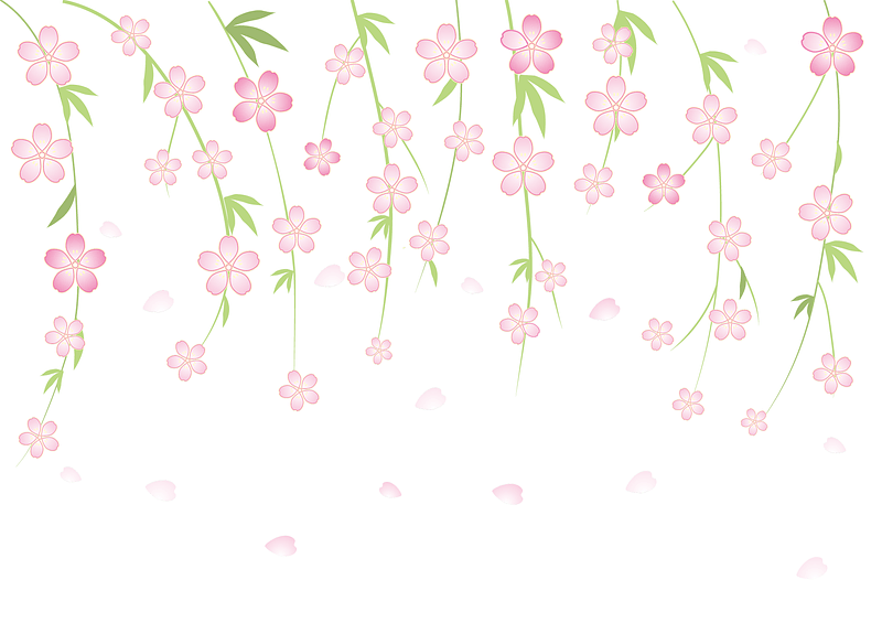 Cherry Blossoms Background