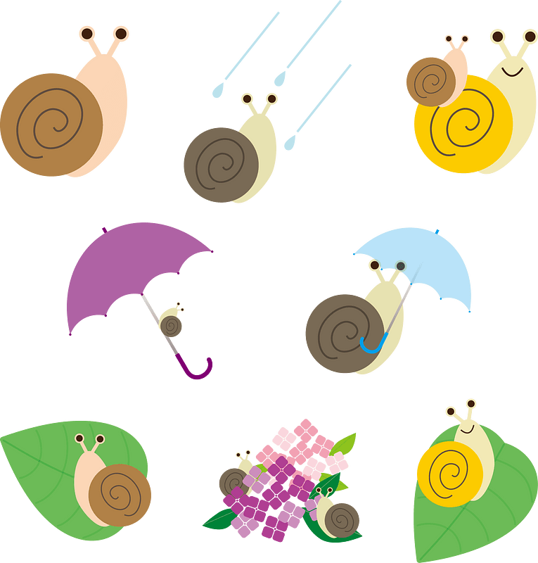 Snail Rainy Season