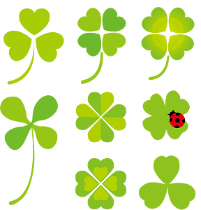 Clover Plant
