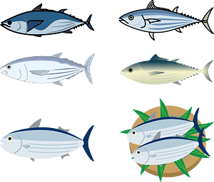 Skipjack Tuna