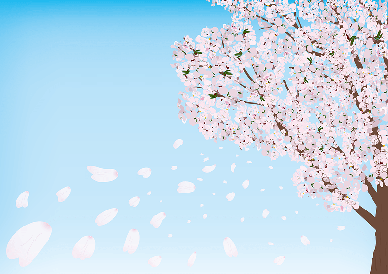 Cherry Blossom Tree
