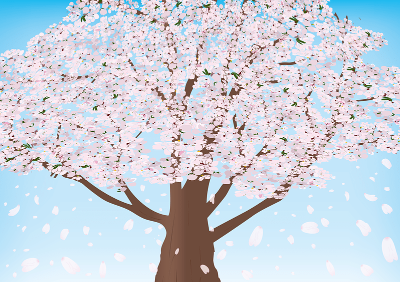 Cherry Blossom Tree