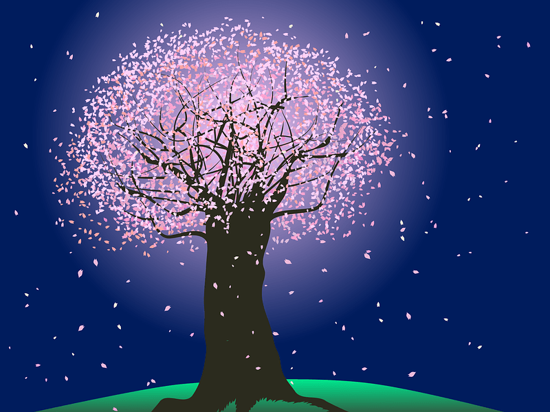 Cherry Blossom Tree Night