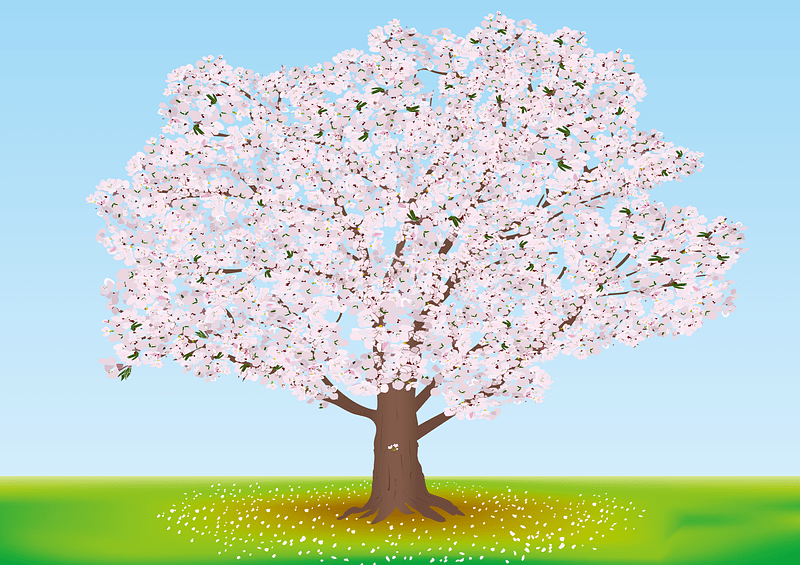 Cherry Blossom Tree