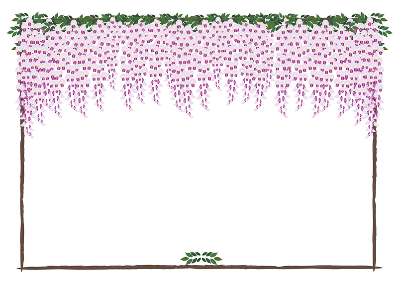Japanese Wisteria