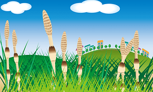 Field Horsetail Hill