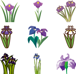 Japanese Iris