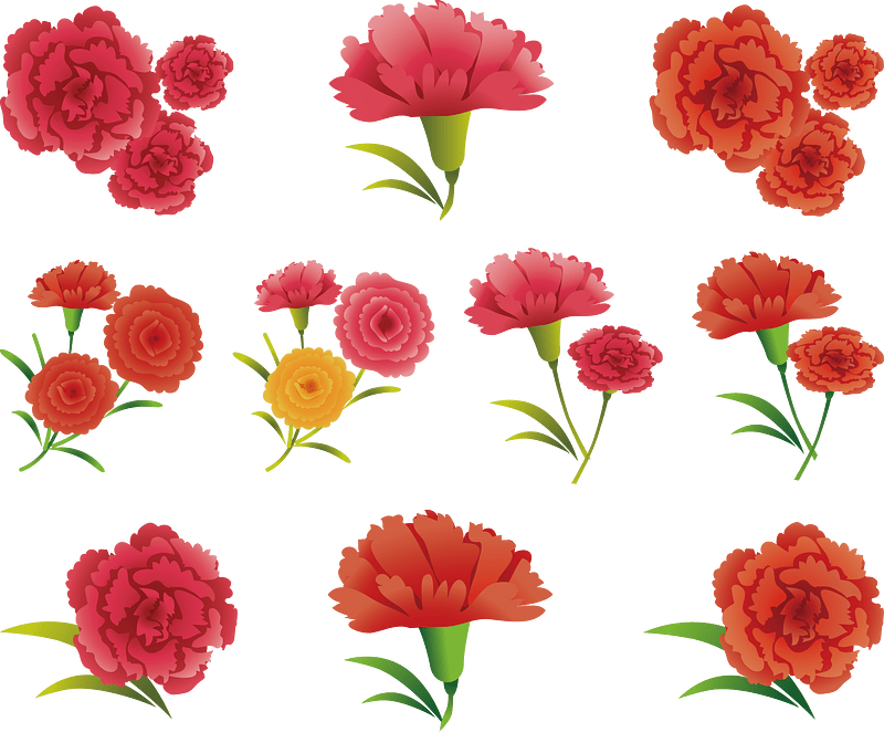 Carnation Flower