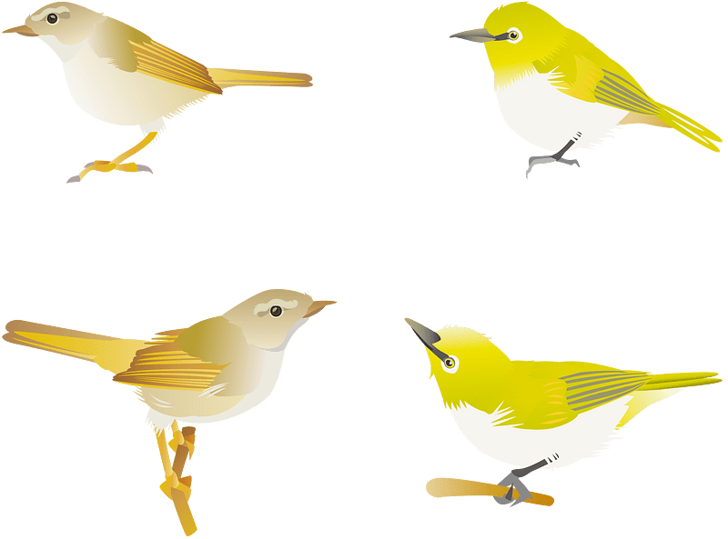 Japanese Bush Warbler Japanese White Eye