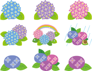 Hydrangea Flower