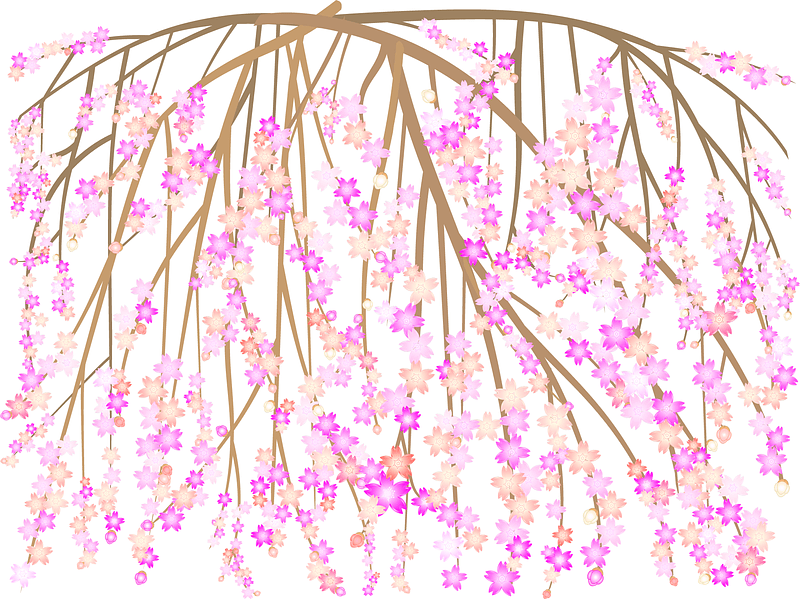 Weeping Cherry Blossoms