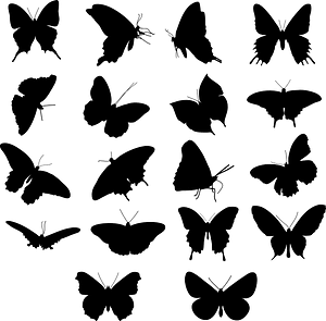 Butterfly Silhouette