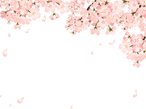 Cherry Blossoms