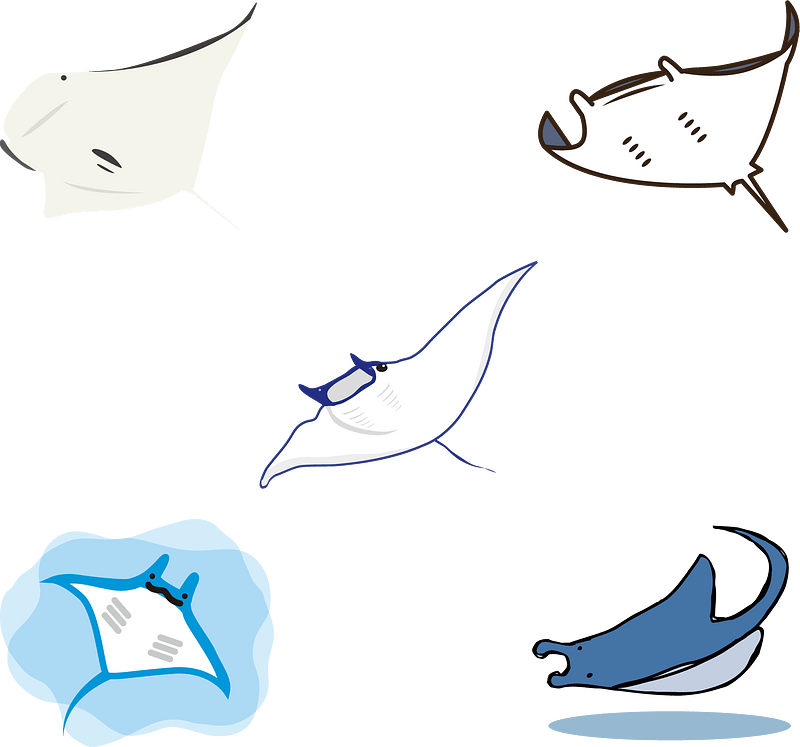 Giant Oceanic Manta Ray