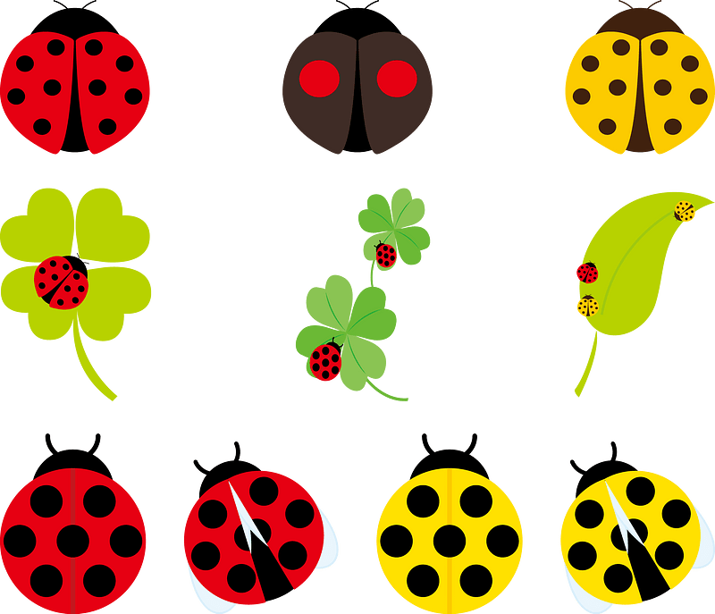 Ladybird Ladybug