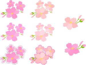 Cherry Blossoms