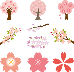 Cherry Blossoms