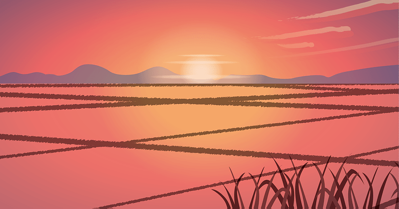 Rice Field Sunset