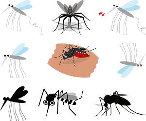 Mosquito Insect