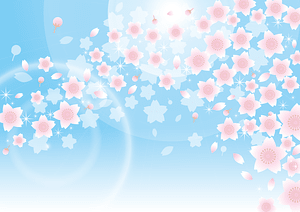 Cherry Blossoms