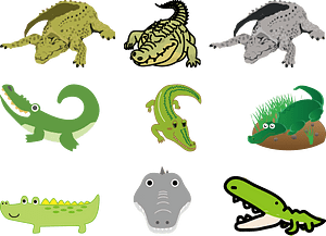 Crocodile Alligator