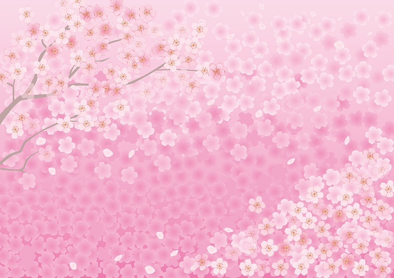 Cherry Blossoms Background