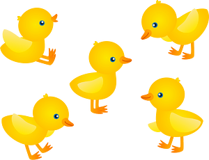 Chick Bird