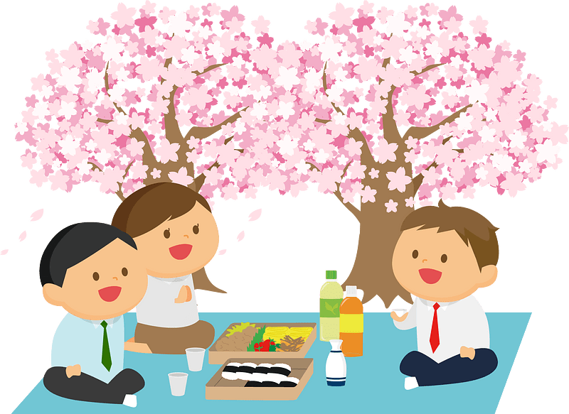 Hanami Cherry Blossoms