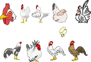 Chicken Chick