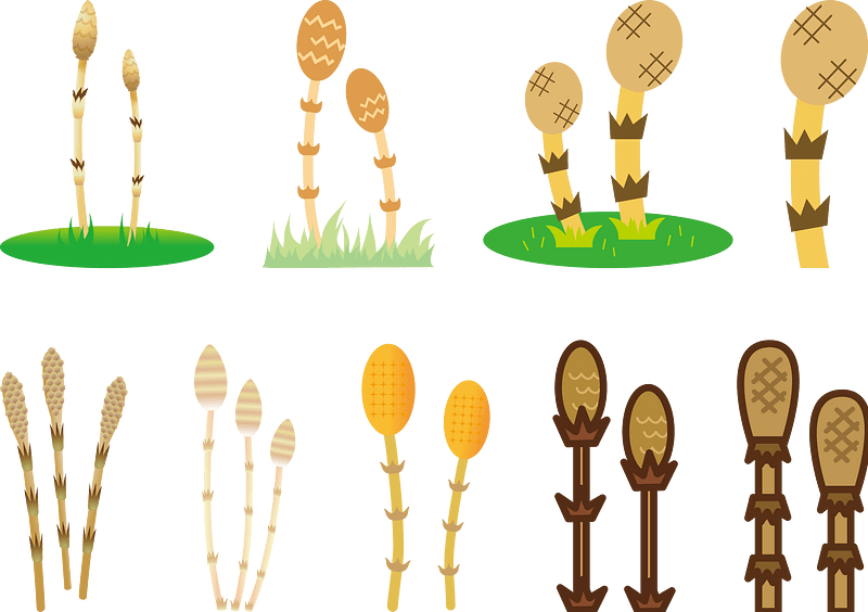 Field Horsetail