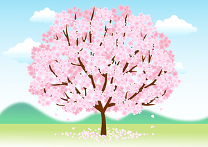 Cherry Blossoms Tree