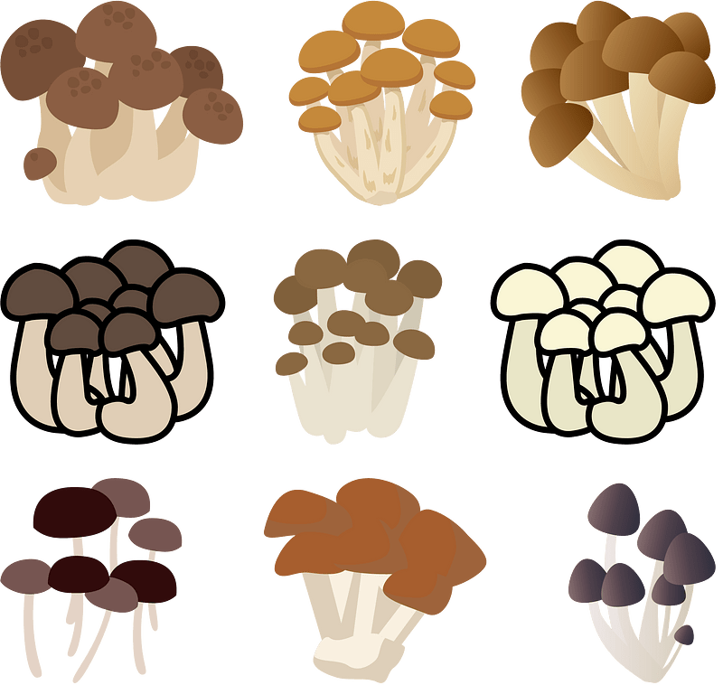 Shimeji Mushroom
