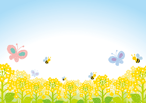 Rapeseed Field