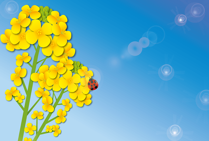 Rapeseed Blossom Ladybird