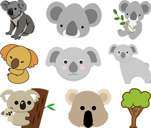 Koala Animal