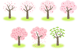 Sakura Tree