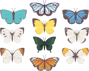 Butterfly Insect
