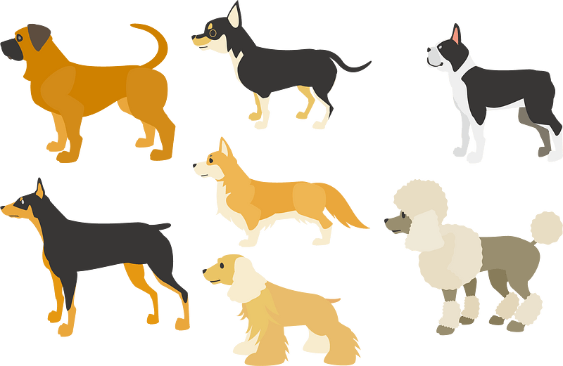 Dog Animal