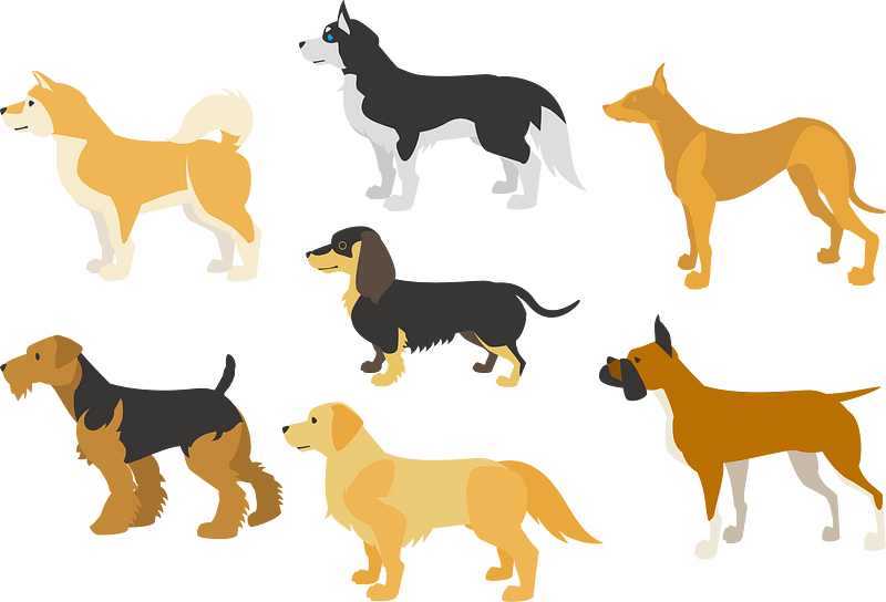 Dog Animal