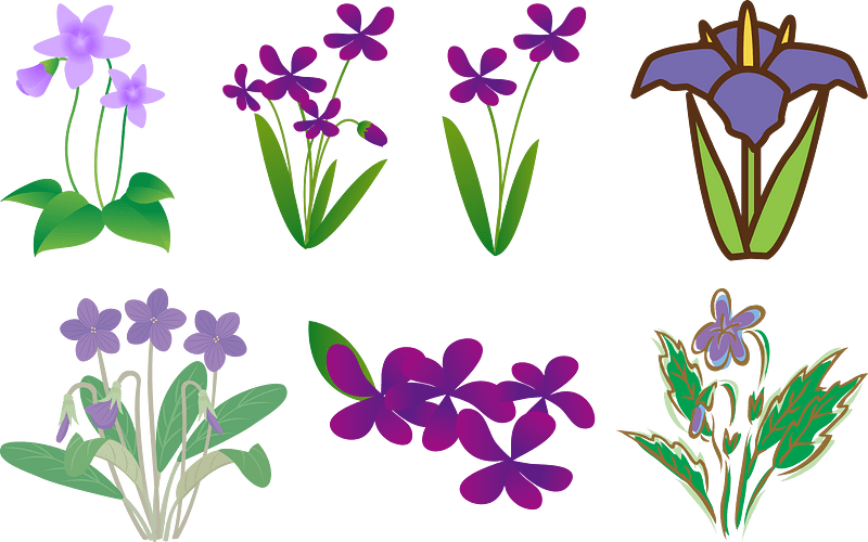 Violet Viola Mandshurica