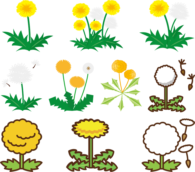 Dandelion Taraxacum