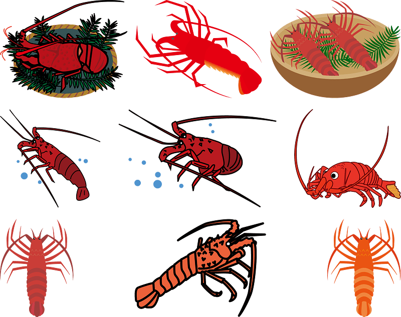 Japanese Spiny Lobster