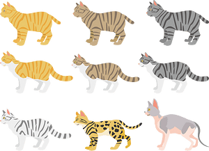 Cat Animal