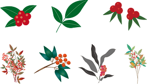 Nandina Sacred Bamboo