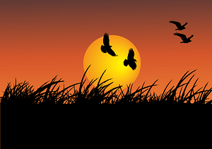 Sunset Bird